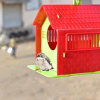 Bird House